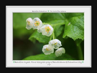 ◆雨に濡れるクリスタルフラワー・サンカヨウ @ 初夏の磐梯吾妻+Alpha