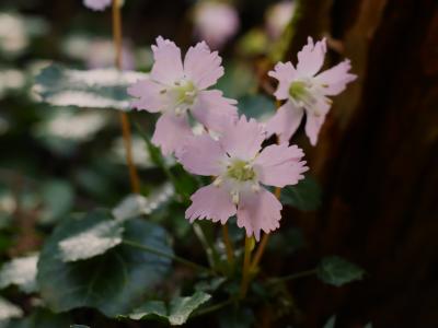 春の花をもとめて イワウチワ群生地へ