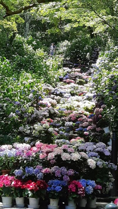 2025 いつもの3人で長谷寺