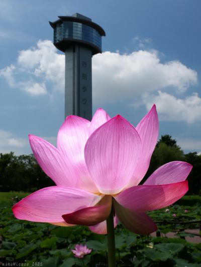 「古代蓮の里」の花ハス_2025_南側のハス池で４割くらい咲いてました（行田市）