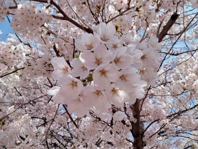 札幌 ぶらり桜を愛でる旅。