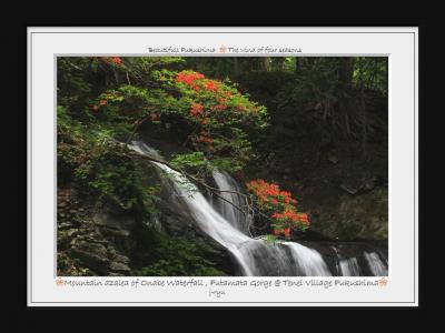 ◆初夏の羽鳥湖高原・ツツジ彩る御鍋小滝~天栄村二岐温泉