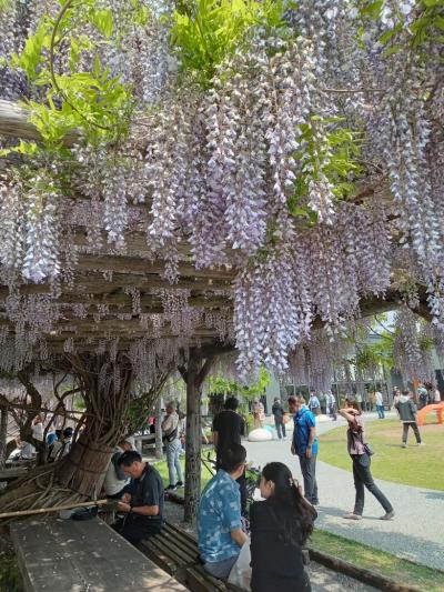 旭川で藤の花愛でる旅。藤は美しく初夏を告げます。