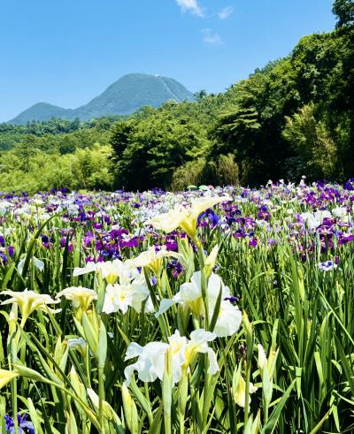 『 2025年 神楽女湖しょうぶ園』と 由布院倶楽部　三湖巡りの旅