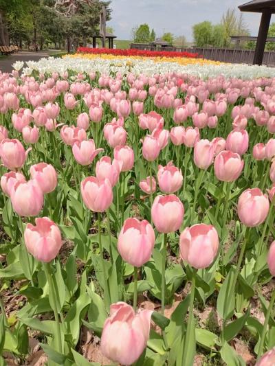 旭川でチューリップ。こんなに美しいとは。