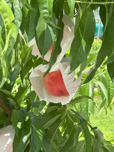 2025年6月　大人の遠足＃50　夏のもも狩り