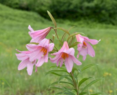 ヒメサユリに会いに南会津へ そして湿原歩き。