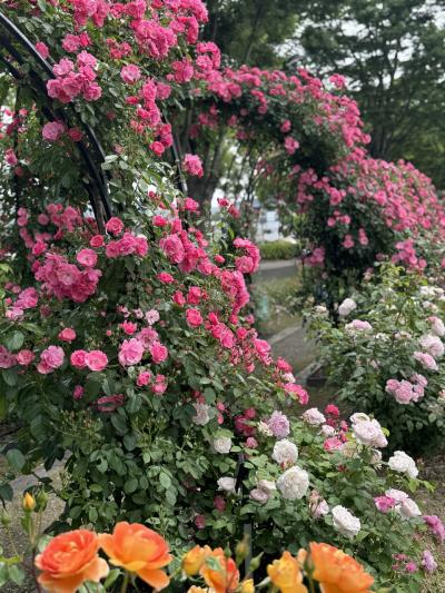 山の京都・亀岡で、ジョンレノン夫妻も滞在した温泉宿とバラの花も楽しみました♪