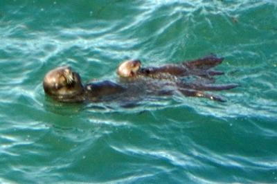 トラピックス　2度目の北海道道東の旅（6）根室駅から花咲線に乗り、湯沸岬でラッコの親子に和み、コンキエリでまるえもんを食べ比べる。