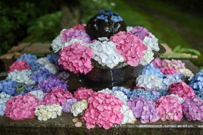 京都、兵庫の紫陽花名所めぐり&ヒメボタル撮影ツアー　一日目