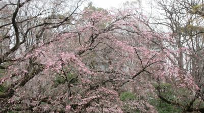 2024年3月　東京桜めぐり　3日目　その１　六義園の枝垂れ桜が2分咲きでした。