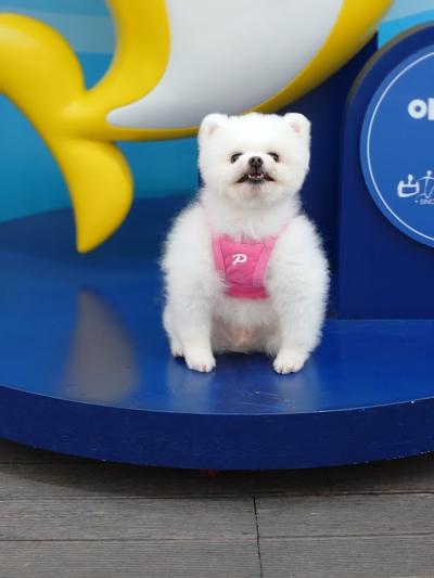 関釜フェリーで釜山へ、海運台でヨットクルーズ