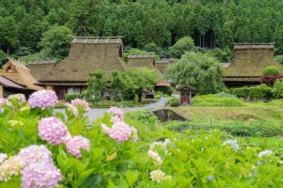 京都、兵庫の紫陽花名所めぐり&ヒメボタル撮影ツアー　三日目