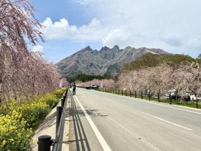 2025 阿蘇の新スポット、絶景「サクラミチ」