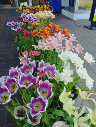 2025.5 キャンプ始動　その①　丸瀬布いこいの森キャンプ場