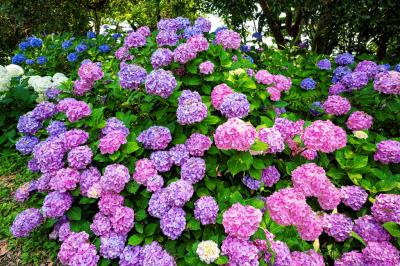 大神ファームのアジサイ　2025