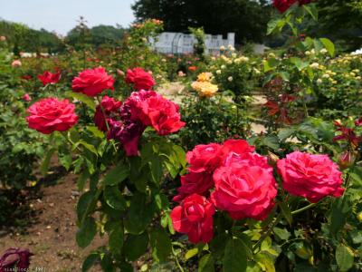 「あしかがフラワパーク」の６月末日の花_2025_花菖蒲は終わり、アジサイは見頃過ぎでした（足利市）