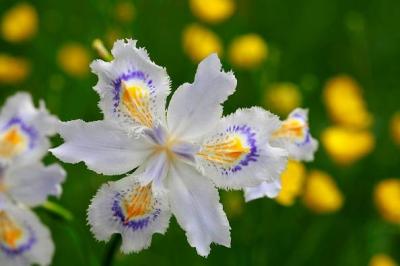 著莪の里　ゆめや