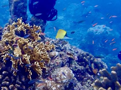 【タイさんの東南アジアの旅】再びナイラカ島へ, ラン島4日目, バンダ諸島。