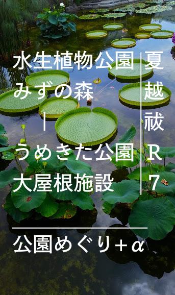 Float things 茅の輪くぐり：水生植物とうめきたガーデン　水際でひんやり