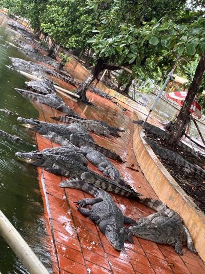 ‘24初ホーチミン 3泊5日 戦争とワニと ②