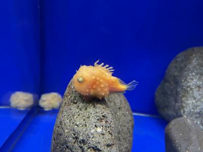 どこへ行っても麺が主食♪ 網走・知床の旅 5日目《ボスとナメダンゴ編》