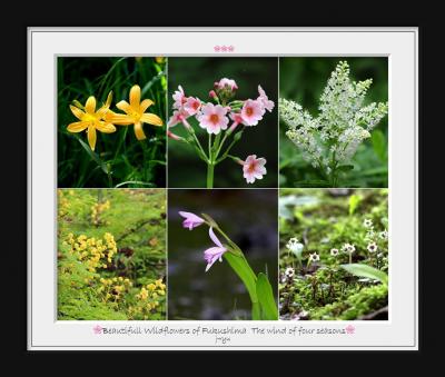 ◆福島・四季・彩々・Part127~迎え梅雨の候