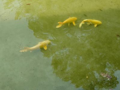 2025年7月 大阪日帰り旅行 藤田美術館 旧大阪市公館