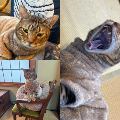 90歳の母を連れて5月の箱根へ。①仙石原の若葉さんでランチ～東急HVC箱根甲子園にチェックイン～長嶋茂雄も通った仙石原の中華の名店へ！