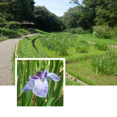 明治神宮御苑の最終盤の花菖蒲 2025.6