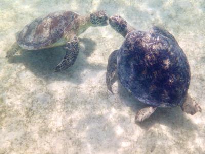 マンゴー🥭と海亀を追いかける5日間 Vol.2