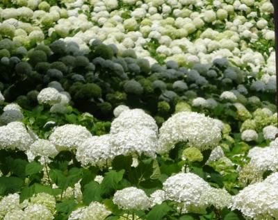 紫陽花2025--6. 東京都内、府中・小平の紫陽花