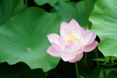 東京そぞろ 其の16 湯島天神界隈