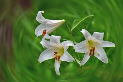 「御嵩の森」へ・・初夏の姫花とも言われる清楚なササユリ