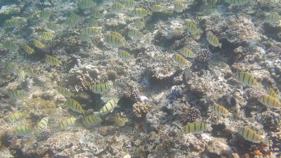 今年も行ってました！ひとり旅～八重山～4日目