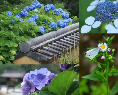 花から花への花めぐり♪　涼しさも感じた松平＆稲武♪