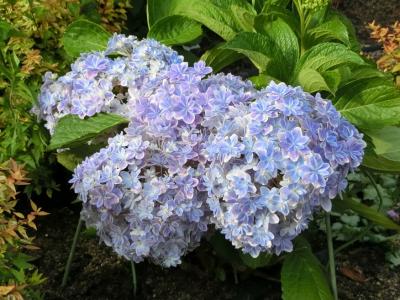 梅雨が一息ついている時、我が家周辺＆R大学・大阪茨木キャンパス内にあるガーデンで、ささやかな花見物を楽しむ。（2025）