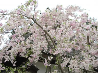 ２０２５年４月　山口県宇部市・ときわ公園　桜が咲いていました。植物園にも行きました。