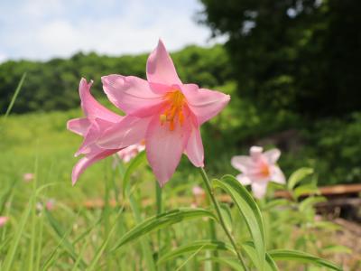 初夏の会津花たより~天空のひめさゆりと駒止湿原