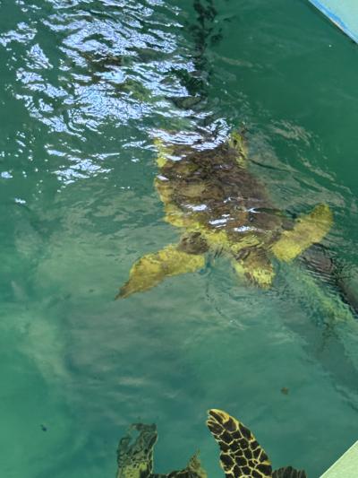 《2025.June》80th,THE DAY IN OKINAWAを訪ねる旅そのⅤ~久米島からの帰り道編~