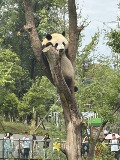 中国の旅　成都～重慶2回目編