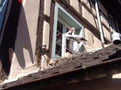 コルマールは暑かった