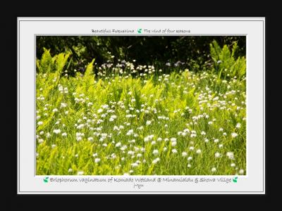 ◆涼風にワタスゲたなびく初夏の駒止湿原~南会津町&昭和村