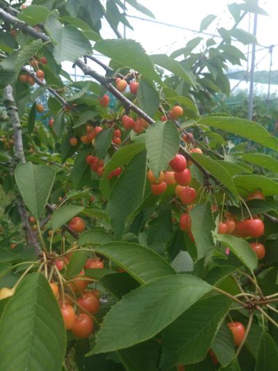 旅行体験記2025~東根~2年ぶりの山形!さくらんぼの生産量日本一の都市でさくらんぼ絶景旅!