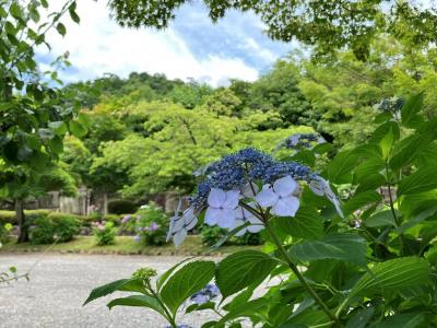 紫陽花2025--7. 埼玉西部、東上線・西武池袋線沿線の紫陽花