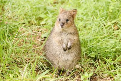 猛暑でも半日でも遠征合間に埼玉こども動物自然公園（前）キリンの赤ちゃん名前投票～コアラのアサヒくん初めまして＆食事中のサチちゃんムスビちゃん
