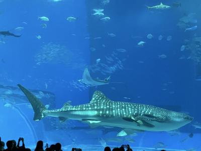 次男との沖縄初心者二人旅☆不思議な出会いがあった那覇&ガイドさんの素晴らしい説明があった一日ツアー(美ら海水族館、古宇利島etc)