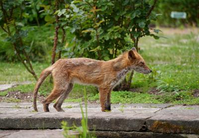 Japan 札幌・旭川・小樽2025⑥北大植物園で子狐を見た