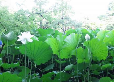 法金剛院(蓮の寺)から文化博物館