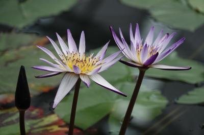 掛川花鳥園と掛川城 暑い中巡る